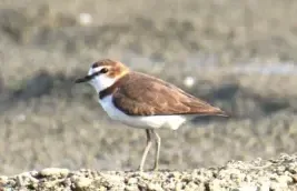 Anarhynchus javanicus (Cerek Jawa)