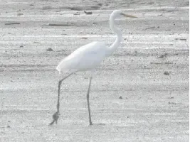 Ardea alba (Cangak besar)