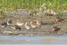 Limosa lapponica (Biru-laut ekor blorok)
