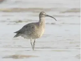 Numenius phaeopus (Gajahan Pengala)