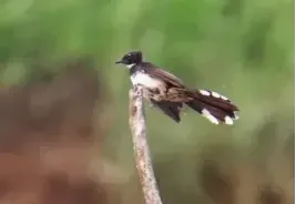 Rhipidura javanica (Kipasan belang)