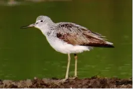 Tringa guttifer (Trinil nordman)